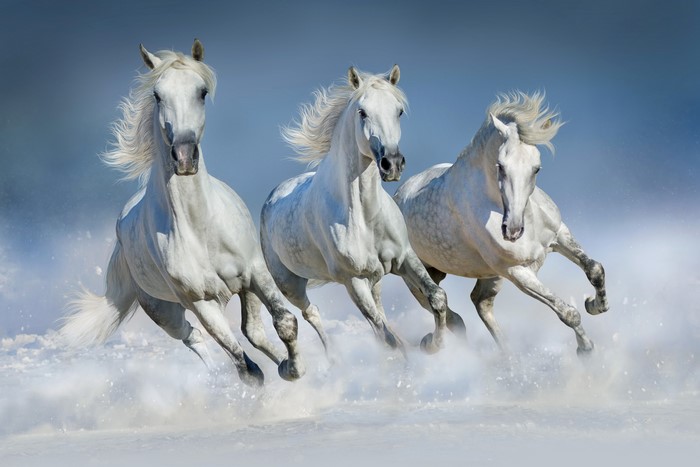 4K Image of Three White Horses Running