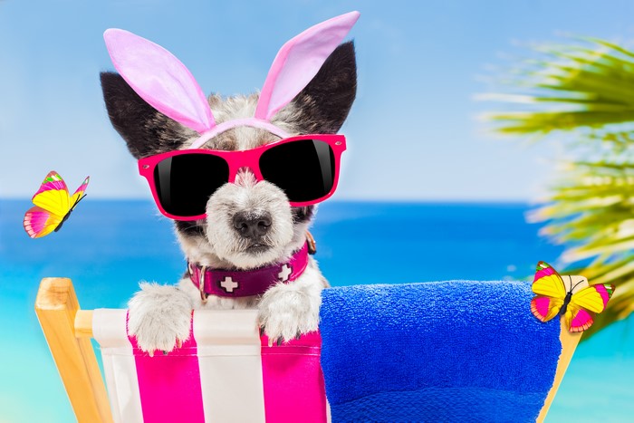 Dog with bunny ears and sunglasses on a beach