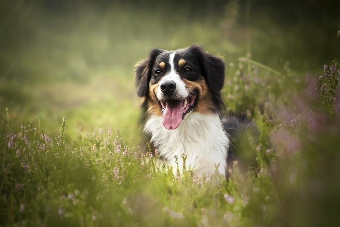 Australian Shepherd dog lying in a field of flowers