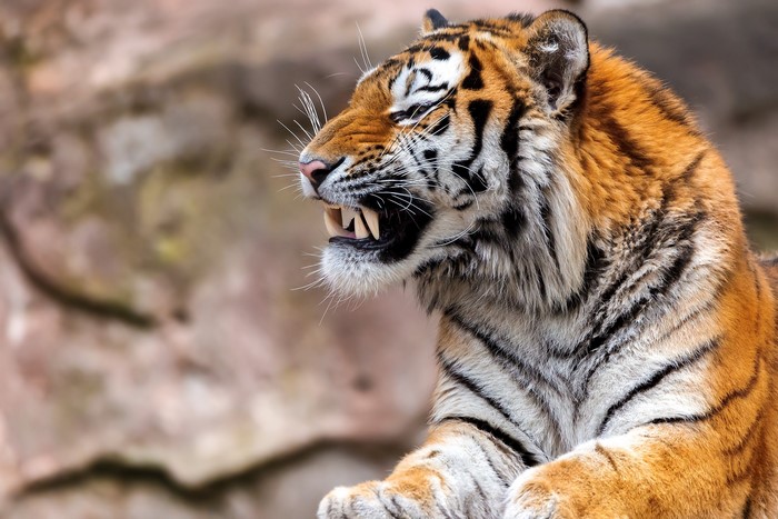 Tiger showing its fangs and roaring