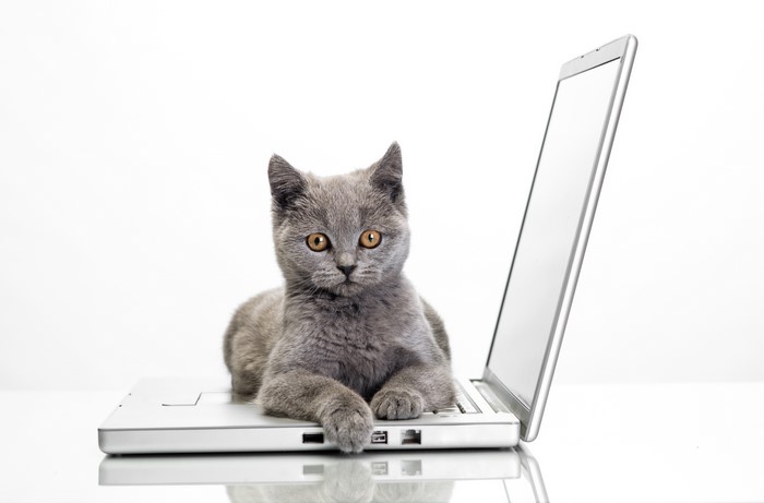 Grey kitten on a laptop