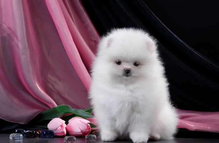 Fluffy white Pomeranian puppy with pink tulips
