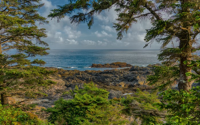 Rocky Coastline with Trees and Ocean in Ucluelet, British Columbia
