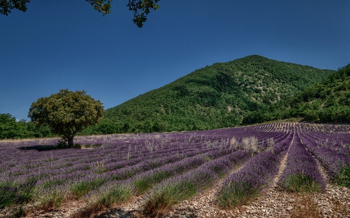 Lavender field with a tree and a hill