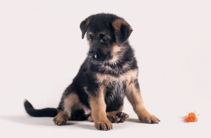 German Shepherd puppy sitting on a white background