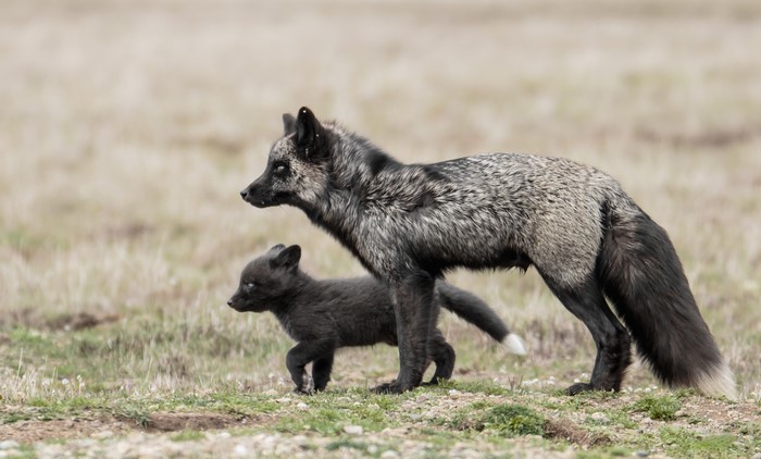 Two Foxes, One Adult and One Cub