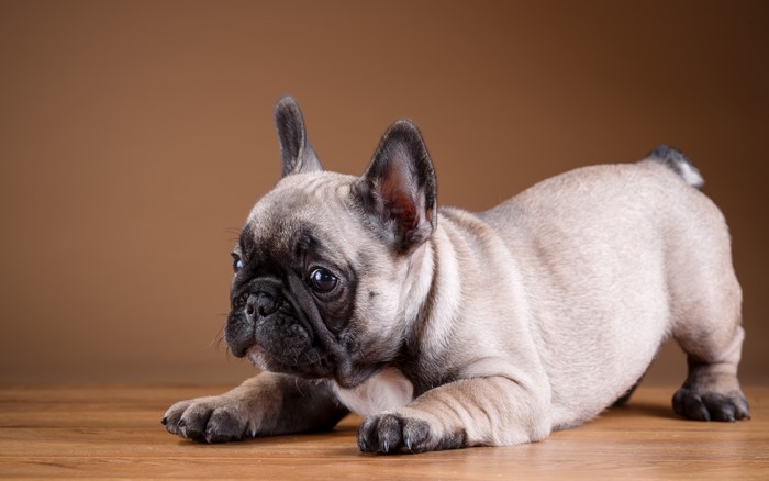 French Bulldog puppy on wooden floor
