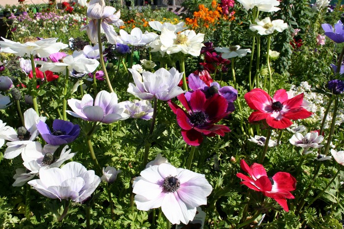 A close-up of a variety of colorful Anemone flowers in bloom.