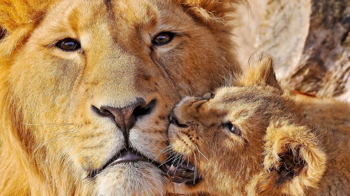 Lion cub nuzzles adult lion's face