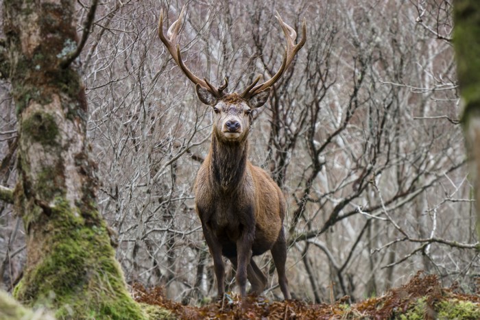 A majestic stag with large antlers stands in a forest.