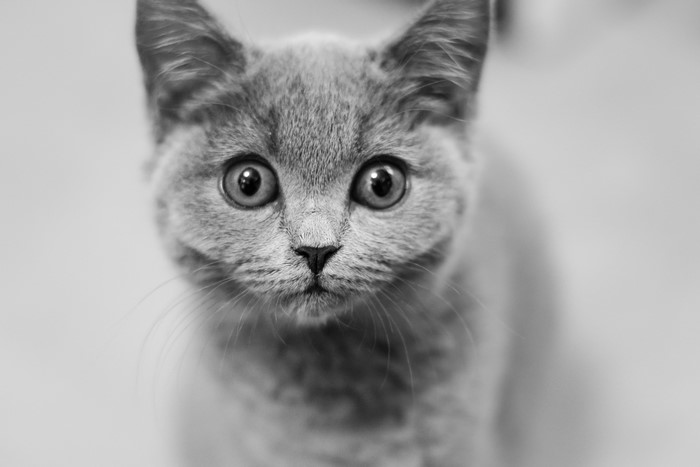 Black and white close-up of a cat's face