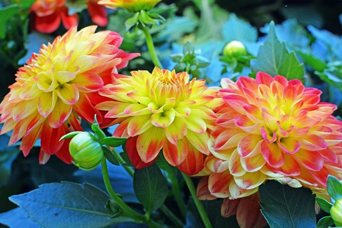 4K Dahlias Closeup with Flower Buds