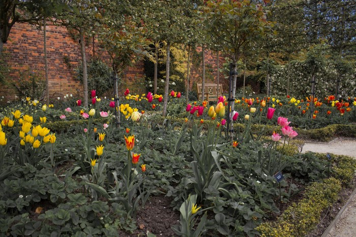 Tulips in bloom at Alnwick Garden, United Kingdom