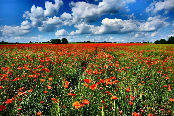Field of red poppies under a blue sky with clouds