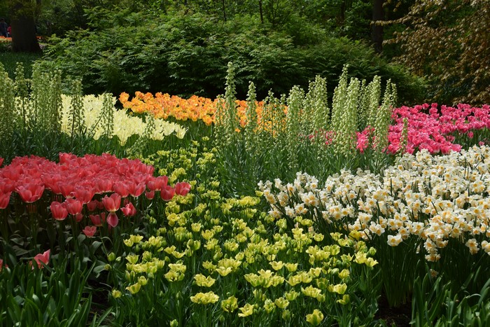 Keukenhof Gardens with Tulips and Daffodils in the Netherlands
