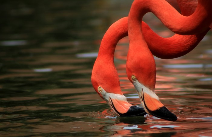 Two Flamingos Drinking Water