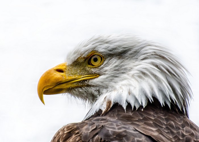 Close-up of a Bald Eagle's head