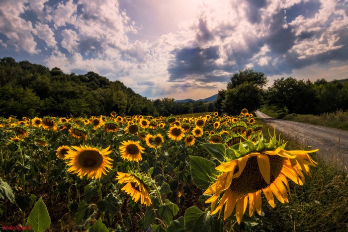 Field of Sunflowers next to a dirt road under a cloudy sky