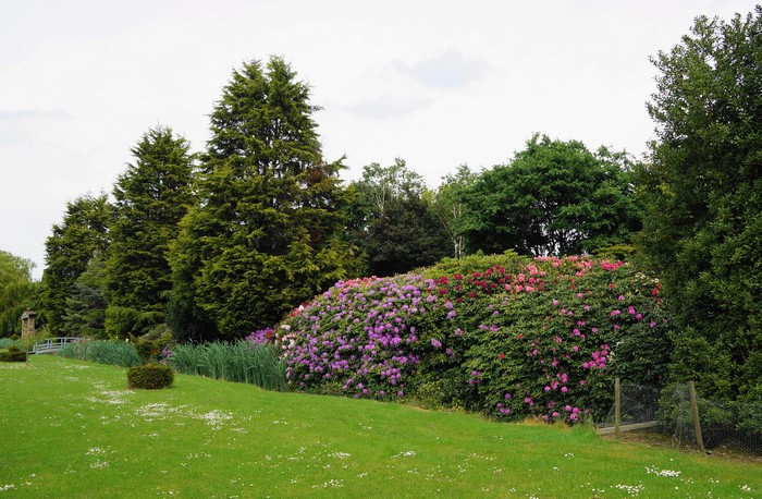 Rhododendron shrubs in Blaxton Park, United Kingdom