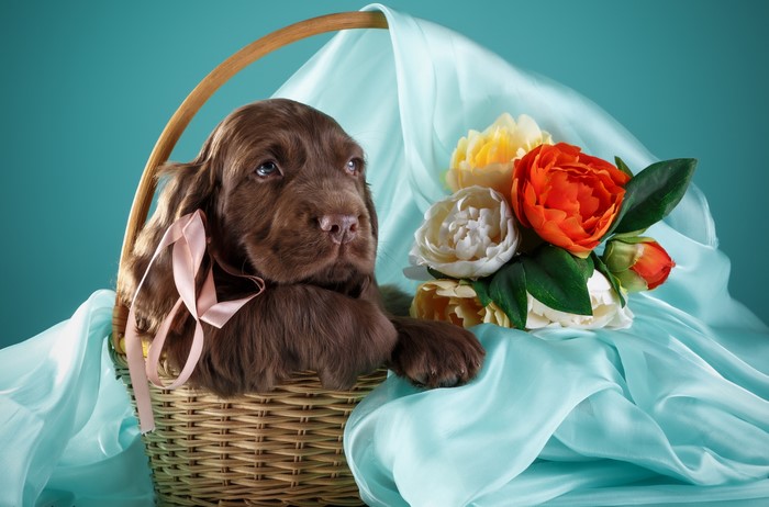Brown Spaniel puppy in a wicker basket with flowers