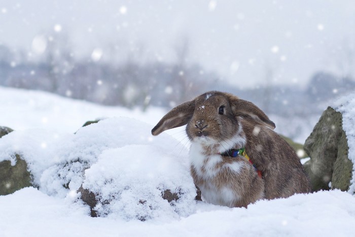 Brown rabbit sitting in the snow