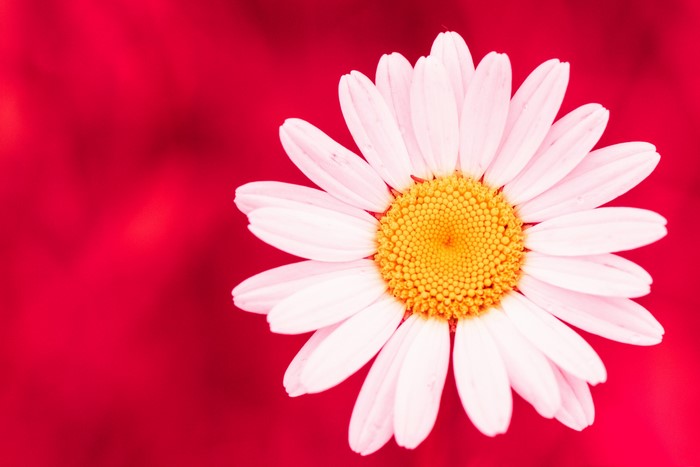 Daisy flower with yellow center on red background