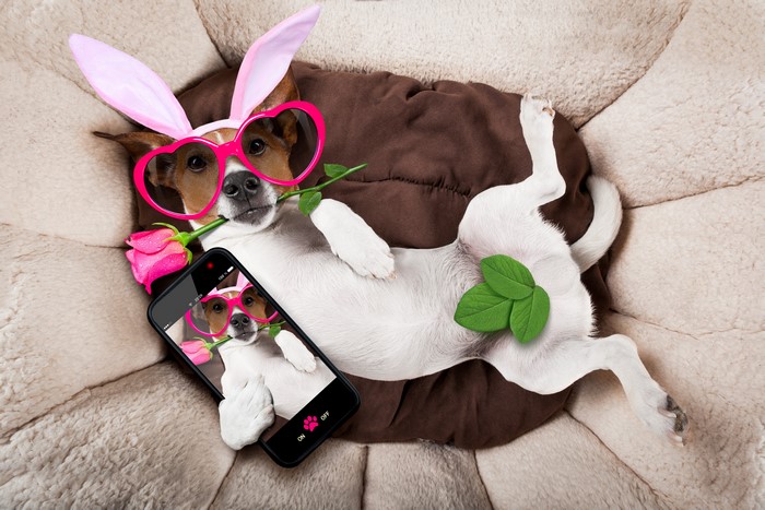 Jack Russell terrier with bunny ears and glasses holding a rose
