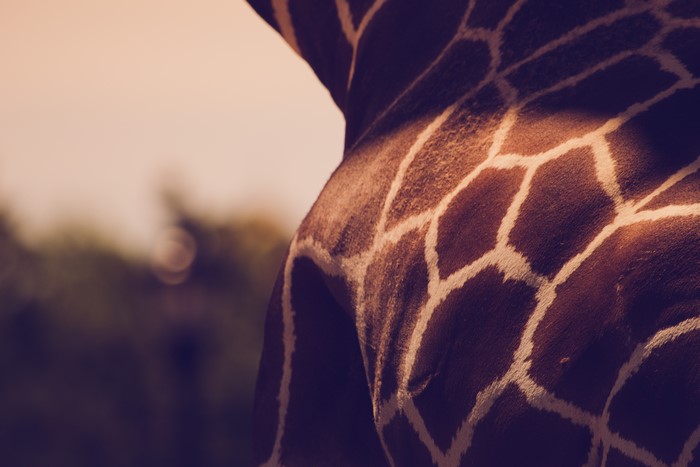 Close-up of a Giraffe's Patterned Skin