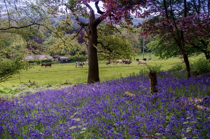 Cows grazing in a field of bluebells in East Devon