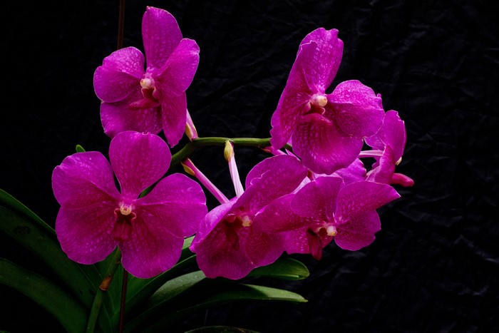 Close-up of vibrant pink orchids on a black background