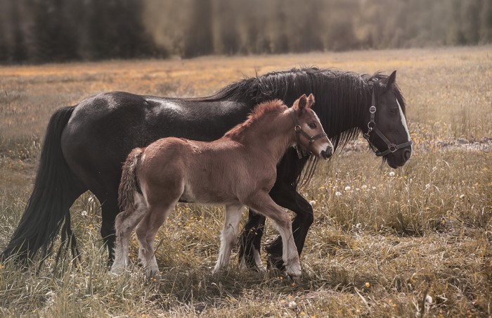 Black horse and brown foal in a field