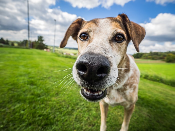 Close-up of a dog's face in a grassy field