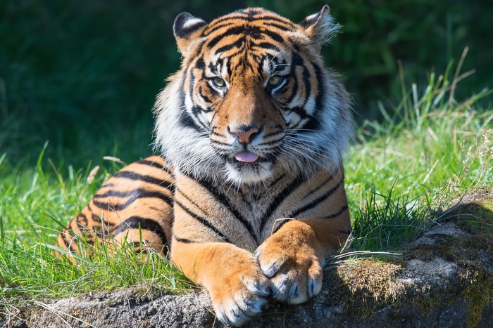 Tiger lying down with tongue sticking out
