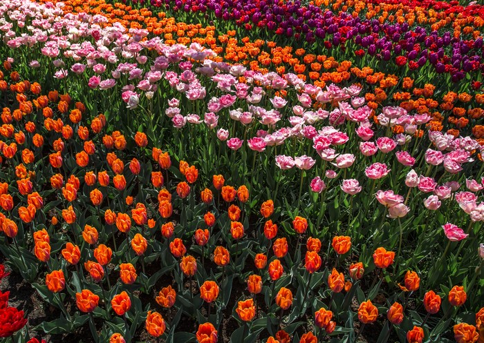 Field of Many Colorful Tulips