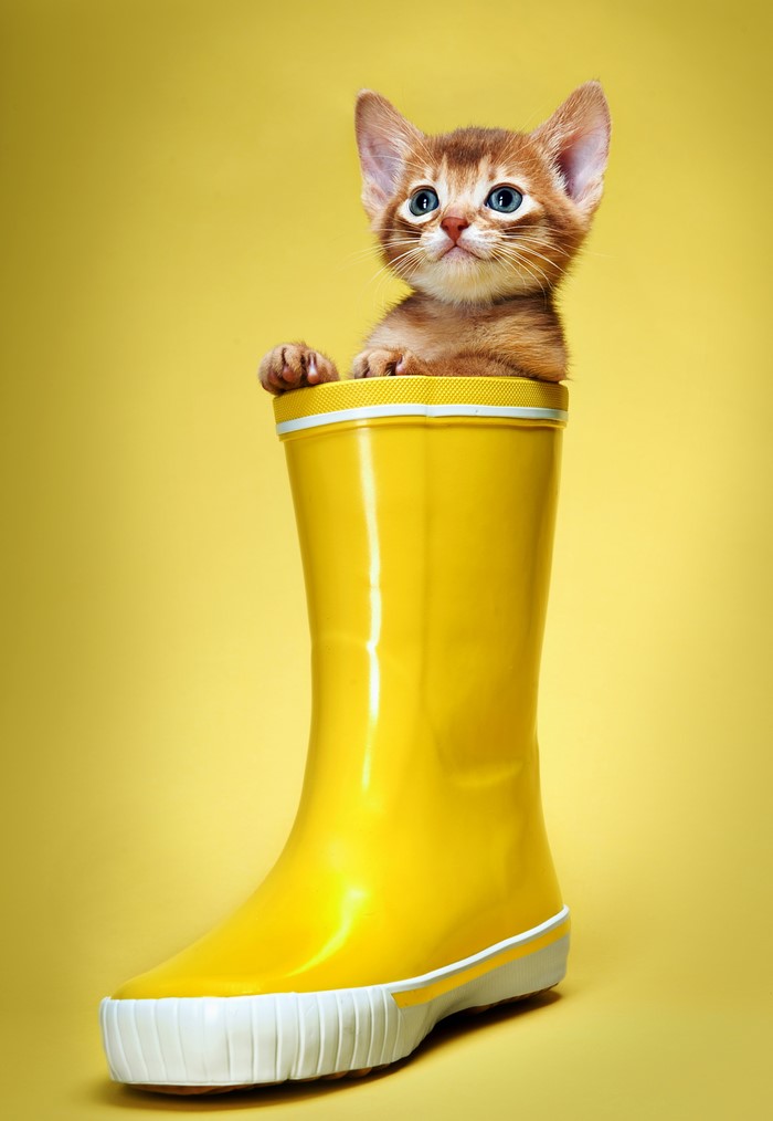 Kitten in a yellow rain boot