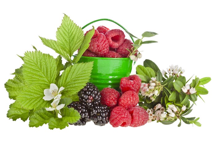 Raspberries and Blackberries in a Green Bucket with Foliage