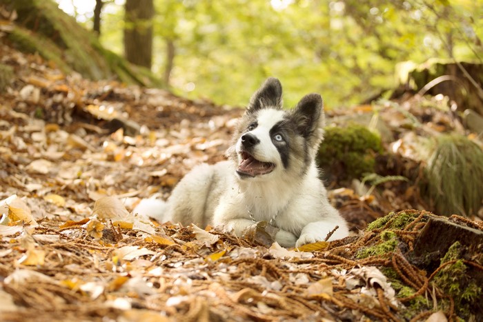 Yakutian Laika puppy lying in foliage