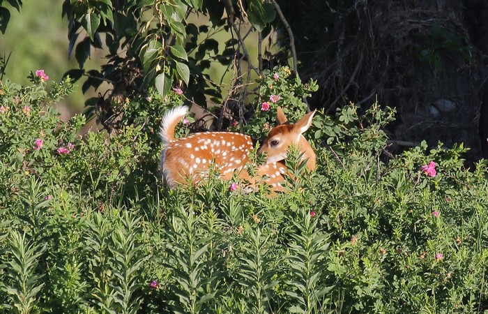 Fawn resting in dense green foliage with pink flowers