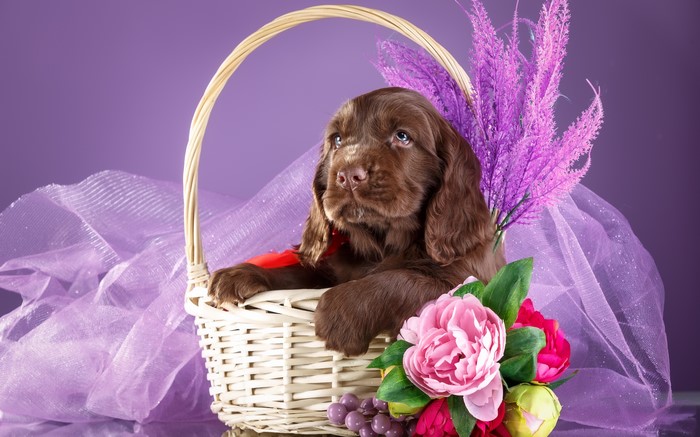 Brown Spaniel Puppy in Wicker Basket with Flowers
