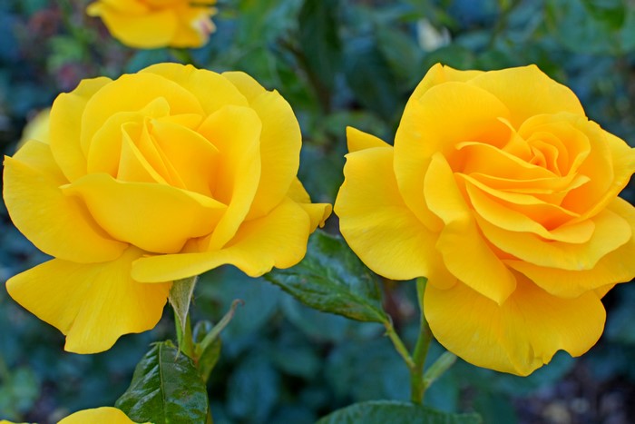Two yellow roses in bloom