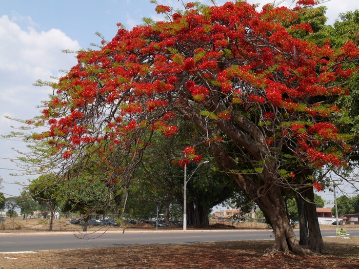 A Flamboyant Tree in Bloom by the Road