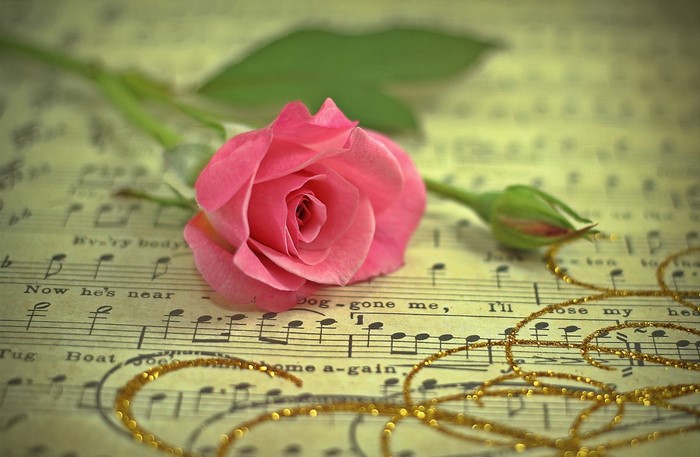 Pink rose on sheet music