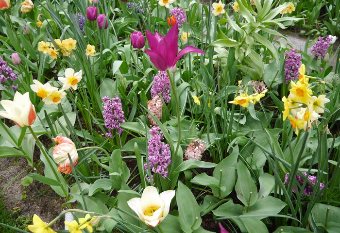 A bed of colorful spring flowers including tulips, daffodils, and hyacinths.