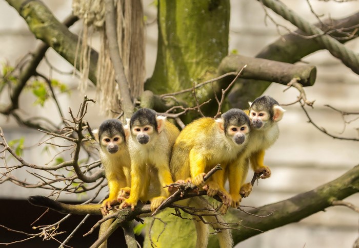 Four Squirrel Monkeys on Tree Branches