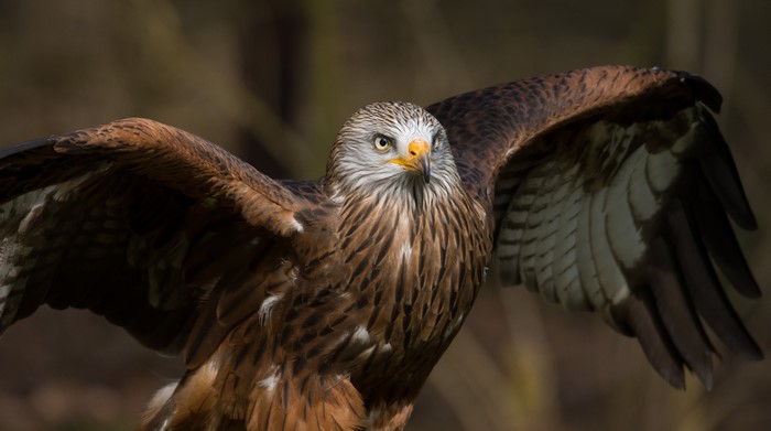 Red Kite bird with wings spread