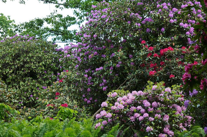 Rhododendrons in Blaxton, Doncaster, United Kingdom