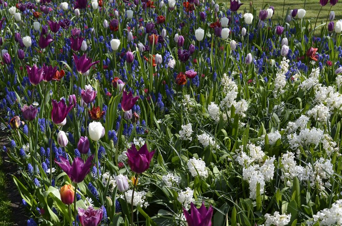 Keukenhof Gardens with Tulips and Hyacinths in the Netherlands