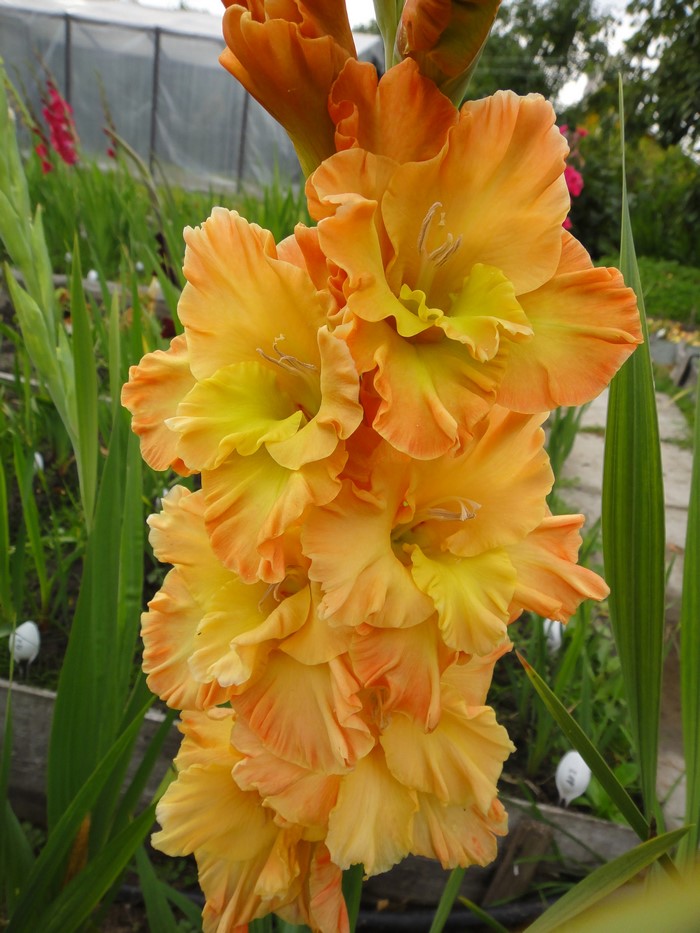 Close-up of orange and yellow gladiolus flowers