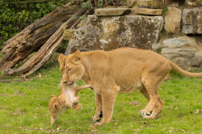 Lioness carrying a cub in her mouth