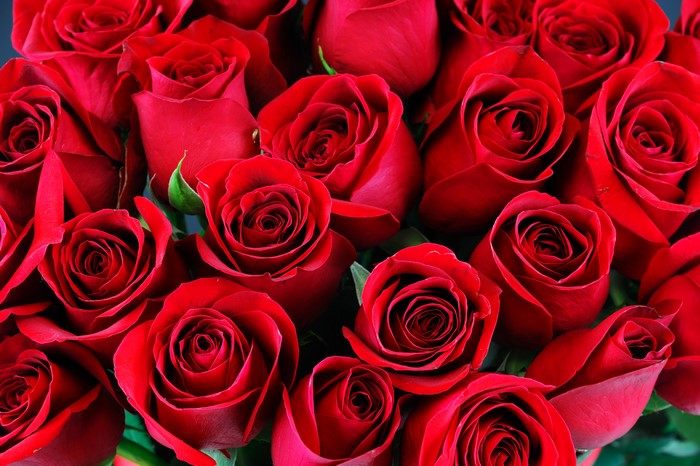 4K Red Roses Closeup